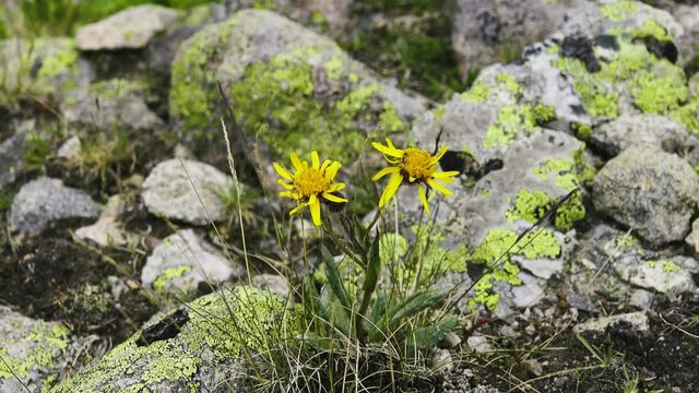 Groundsel (Senecio karjaginii. Astera) on pasturage of slopes of the North Caucasus mountains, 2500 m A.S.L
