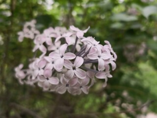 purple Lilac flowers blooming on tree branch in garden