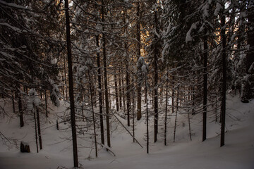 Winter in the wildwood.