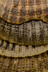 shell sea close up nature