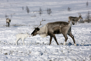 Portrait of a majestic white reindeer and its cub in its natural habitat in the arctic tundra