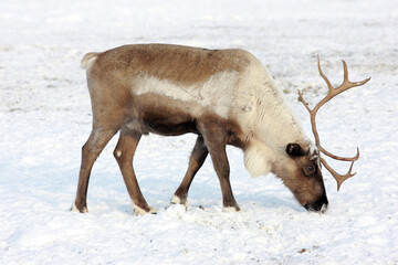 Reindeer grazing in the arctic tundra of Sweden