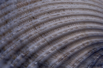 shell sea close up nature