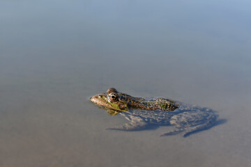 The common frog (Rana temporaria), also known as the European common frog, European common brown frog, or European grass frog in the water