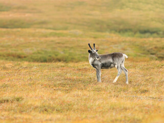 Beautiful deer in the tundra of Sweden. Autumn in the Arctic
