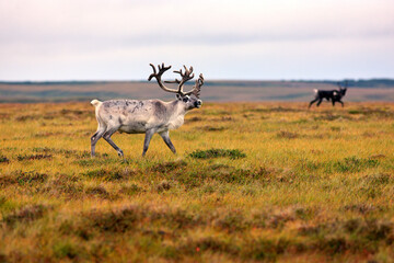 Beautiful deer in the tundra of Sweden. Autumn in the Arctic