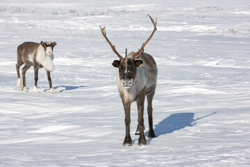 Elegant deer, Swedish arctic tundra