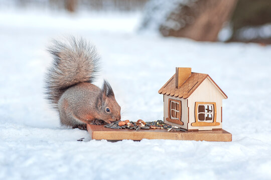 cute fluffy squirrel eats from a feeder in the winter forest, nuts and seeds are a treat for squirrels in the winter season
