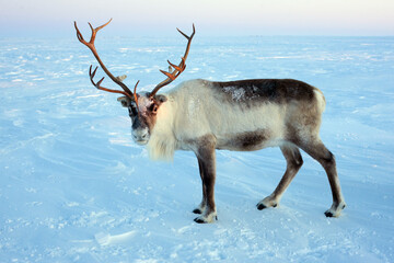 Beautiful and noble deer of Santa Claus. Arctic tundra
