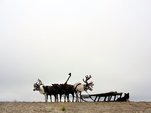 Ethnography. Transportation of people of the arctic tundra