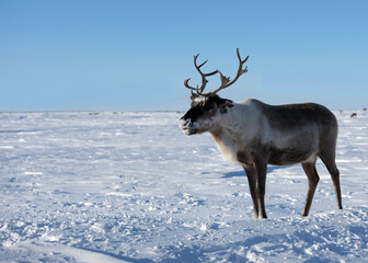 A beautiful reindeer in the middle of the tundra © Alexandr