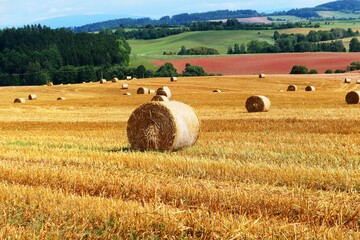Summer day. Straw bales in the field. In the background a forest and a meadow.