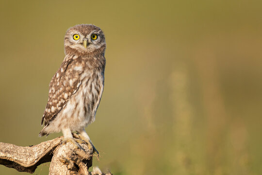 Little owl Athene noctua. Close up, on a beautiful background