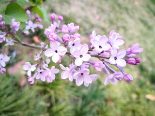 purple Lilac flowers blooming on tree branch in garden