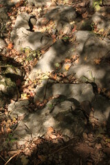 Caspian Hyrcanian mixed forests