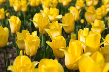 Field of blooming yellow tulips closeup. Spring background