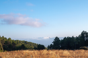 Fototapeta premium Nice landscape at sunset in the forest, with a blue sky, with clouds.