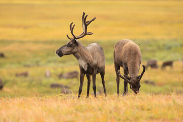 beautiful reindeer in the tundra