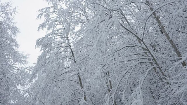 The twigs of the big trees covered with snow in the forest with the rain on a winter season