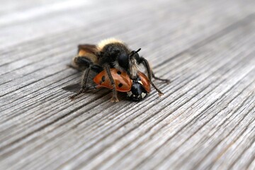 The predatory insect Laphria caught the ladybug