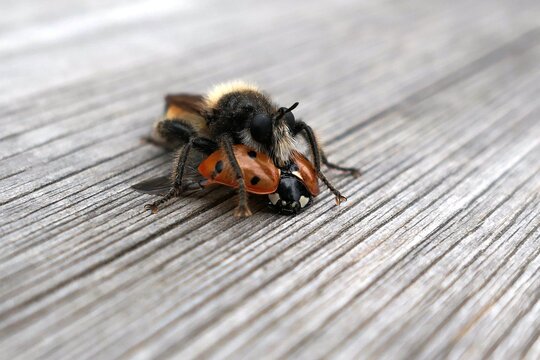 The predatory insect Laphria caught the ladybug