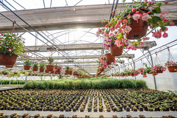 rows of young flowers in greenhouse with a lot of indoor plants on plantation