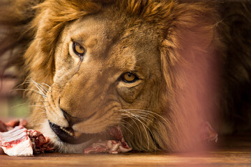 lion eats fresh meat close up