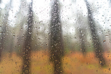 A large tree trunks are out of focus in the background and in the foreground a glass with a few drops of water, the focus is on the drops of water - obrazy, fototapety, plakaty