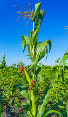 Corn maize plant in the field