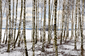 Birch trees in winter landscape