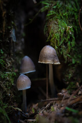 mushrooms in the green forest in winter