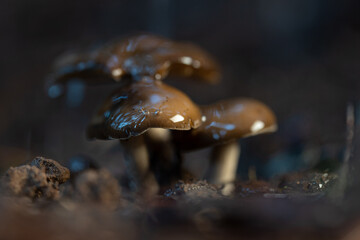 mushrooms in the green forest in winter