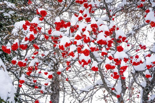 Winter ashberry tree under the snow close up. Groups of bright red berries, mountain ash. Hight quality photo