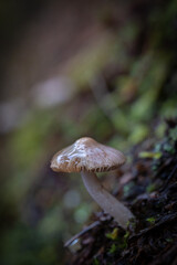 mushrooms in the green forest in winter