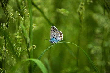 butterfly on the grass