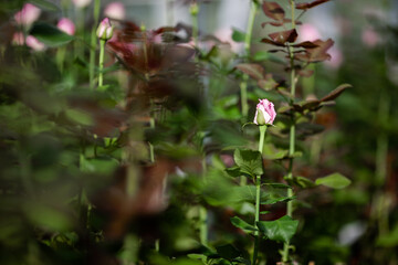 Naklejka na ściany i meble Bushes of beautiful live pink roses