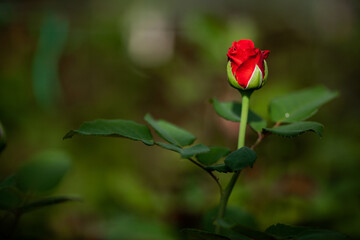 Live red rose on a dark green background