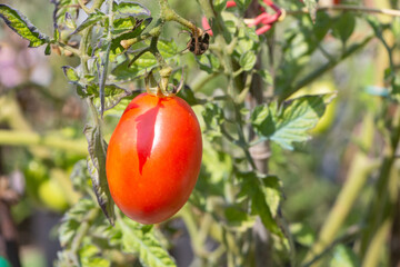 Tomato growing in a vegetable garden during summer