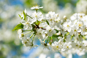 Cherry branch with white flowers on a sunny spring day. Shallow depth of field.

