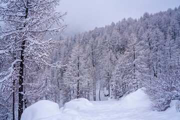 Pine tree branches with small cones in the mountain winter forest. Panoramic view of winter forest with trees covered snow. Sunset in the frozen mountains. Selective focus. High quality photo