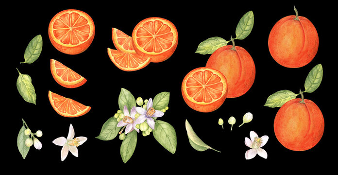 Set of oranges, orange slices and orange blossom on black isolated background. Watercolor hand drawn illustration. 