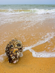 Puffer fish washed up on a Senegal beach