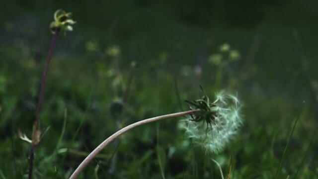 Caucasian dandelion. the fruit of the achene in the basket is blown away by a gust of wind. Super slow motion 1000 fps.

