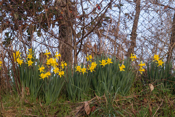 Wild daffodil yellow flowers