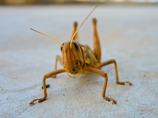 Caelifera or grasshopper standing on the ground