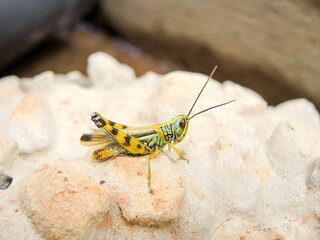 Caelifera or grasshopper standing on the ground