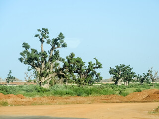 baobab in a natural park of Senegal of Africa