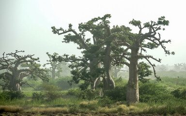 Giant baobabs from the Bandia nature reserve in Senegal