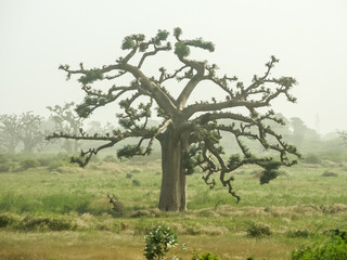 Giant baobabs from the Bandia nature reserve in Senegal