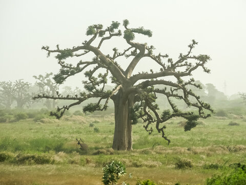 Giant Baobabs From The Bandia Nature Reserve In Senegal